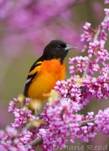 Baltimore Oriole (Icterus galbula) male in breeding plumage, perched in flowering Eastern Redbud, NY, USA