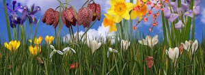 spring-scene-panoramic